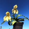 paphiopedilum concolor